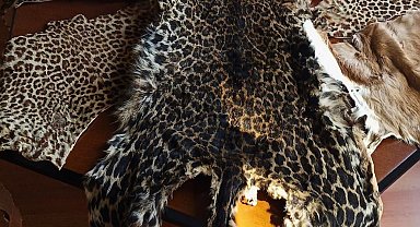 Çukurova Uluslararası Havalimanı'nda leopar postu ve baykuş gözü ele geçirildi