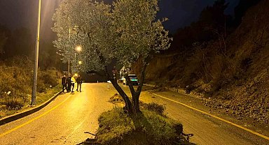 Dağdan kopan zeytin ağacı karayolunu ikiye böldü
