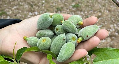 Datça'nın ünlü 'çağla badem'i tezgaha inmeye hazır