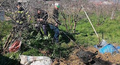 Denizli'de foseptik çukuruna düşen inek itfaiye ekiplerince kurtarıldı