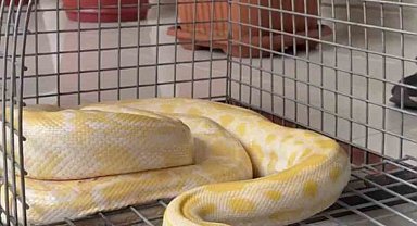 Denizli'de gösteride kullanılan nesli tehlike altındaki piton koruma altına alındı