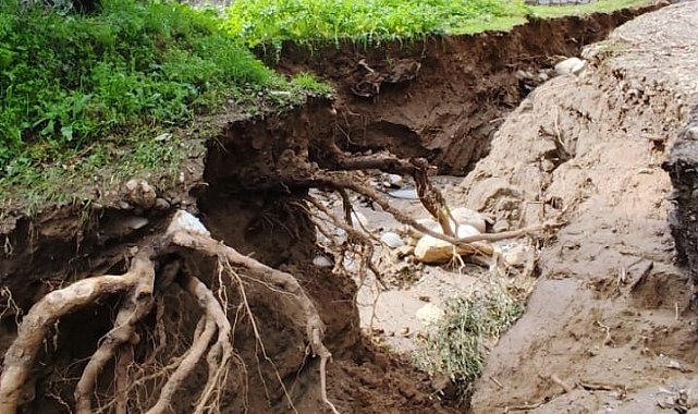 Dere suları yön değiştirdi, zeytinlikte ikinci yatak oluştu