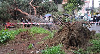 Dev çam ağacı park halindeki araçların üzerine devrildi