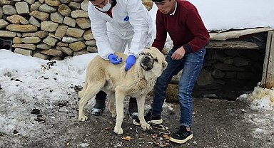 Diyadin'de köpeklere kuduz aşısı uygulaması başladı