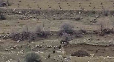 Diyarbakır'da domuz sürüsü yerleşim yerine indi