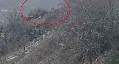 Diyarbakır'da nesli koruma altında bulunan dağ keçileri görüntülendi