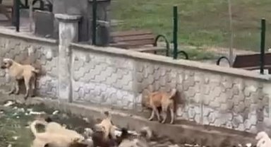 Diyarbakır'da sokak köpeklerinin bir köpeği parçalamaya çalıştığı anlar kamerada