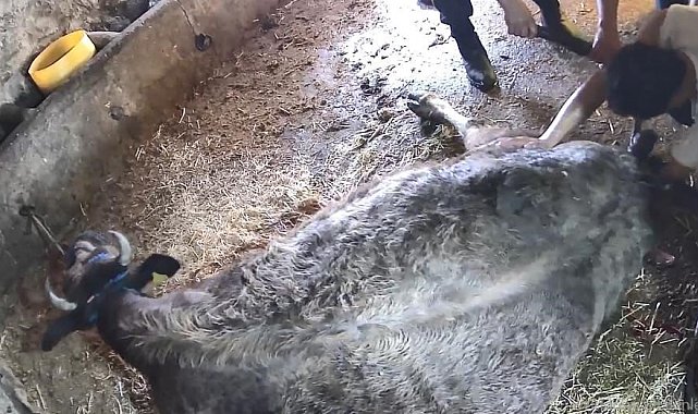 Doğum yapmakta zorlanan ineği sezaryen yapan S.T.'den açıklama: Çağırdılar insanlık namına yardımcı oldum