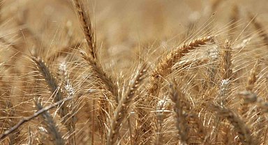 Dünya tahıl üretiminde 133 milyon ton artışla rekor bekleniyor