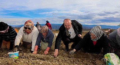 Dünyaca ünlü Taşköprü sarımsağının ekim sezonu erken başladı