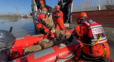 Edirne'de taşan su seviyesi yer yer 2.5 metreye yükseldi: Mahsur kalan hayvanlar kurtarılıyor