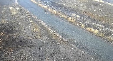 Elazığ'da mezraya inen kurt görüntülendi
