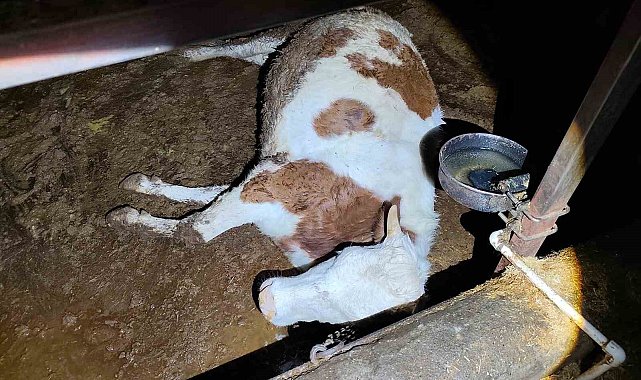 Elektrik kaçağı 8 büyükbaş hayvanı telef etti