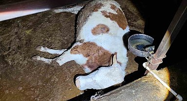 Elektrik kaçağı 8 büyükbaş hayvanı telef etti