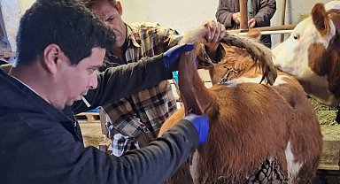 Emet'te şap sero-surveyans çalışmaları