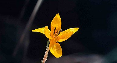 Endemik çiçekler Çameli'nde baharı müjdeliyor