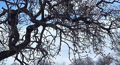 Ergani'de badem ağaçları erken çiçek açtı