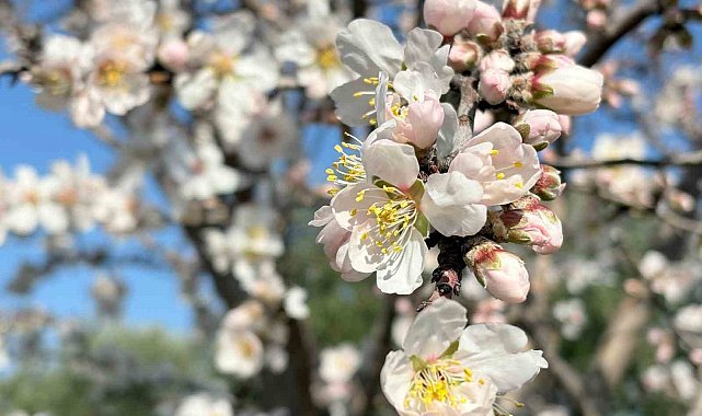 Erken çiçek açan badem ağaçları üreticiyi tedirgin etti