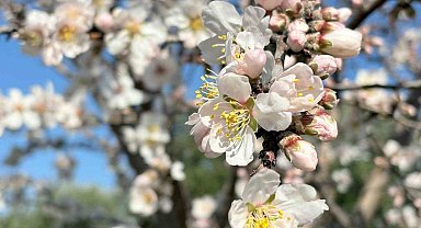 Erken çiçek açan badem ağaçları üreticiyi tedirgin etti