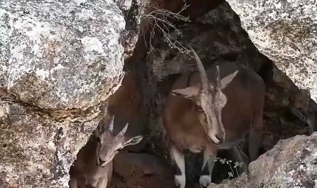 Erzincan'da dağ keçileri drone kamerasına yansıdı