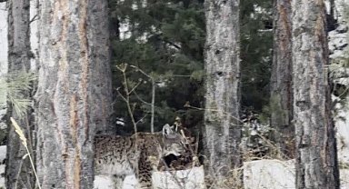 Erzurum'da nesli tehdit altındaki vaşak görüntülendi