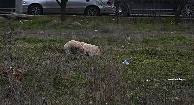 Eskişehir'de toplanmayan başıboş köpekler tedirgin ediyor