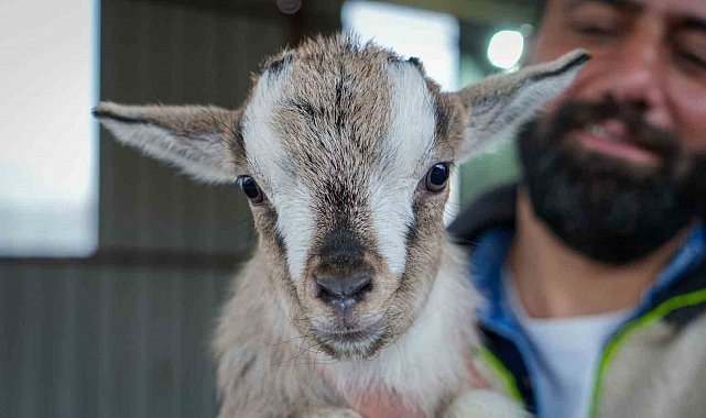 Evcil hayvanlara yeni alternatif: Kedi köpeğin yerini 'cüce keçi' alabilir