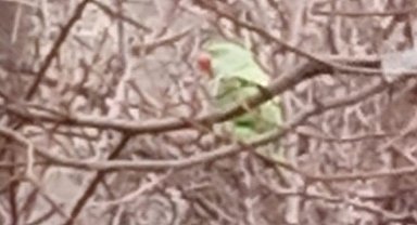 Evden kaçan papağan 2,5 yıldır doğada yaşıyor