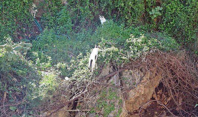 Falezlerde mahsur kaldığı sanılan kedilerin keyfi 'ihbarla' son buldu