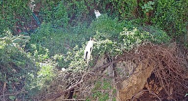 Falezlerde mahsur kaldığı sanılan kedilerin keyfi 'ihbarla' son buldu