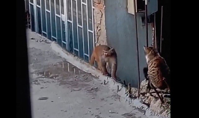 Fikirtepe'de bulundurulması yasaklı maymun türü yakalandı