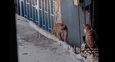 Fikirtepe'de bulundurulması yasaklı maymun türü yakalandı