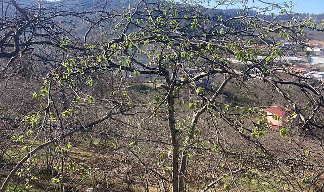 Fındık üreticilerine sigorta uyarısı