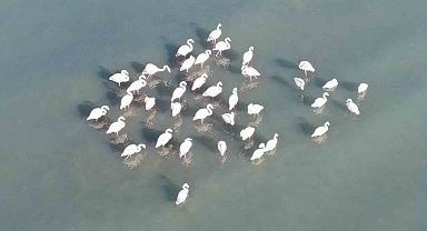 Flamingolar bu yıl da Van'dan göç etmedi