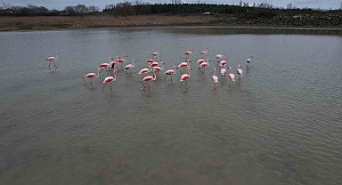 Flamingolar Büyükçekmece Gölü'nde görüntülendi