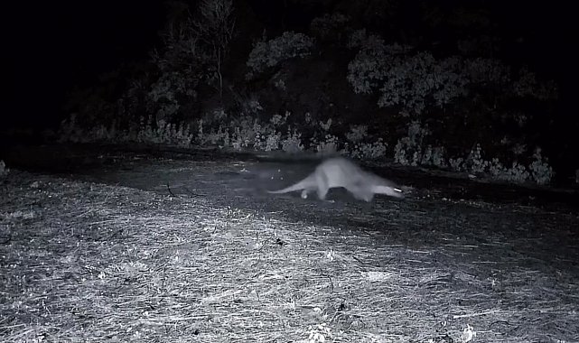 Ganos Dağları'nda nadir görüntü: Ormanda yürüyen su samuru kamerada