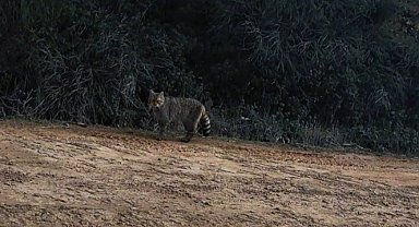 Ganos Dağları'nda yaban kedisi görüldü