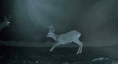 Ganos'ta doğanın neşesi karacalar görüntülendi