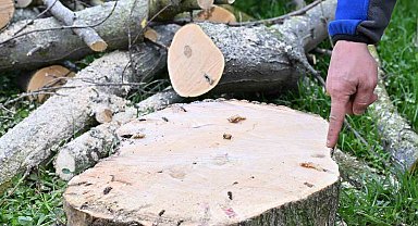 Gaziosmanpaşa'da teke böceği ile mücadele kapsamında yeşil dönüşüm