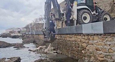 Gelibolu'da ölü inek sahile vurdu