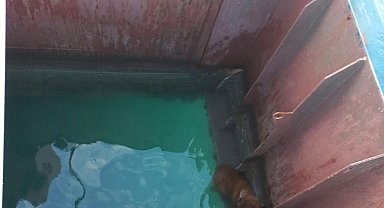 Gemiden denize düşen köpeği itfaiye kurtardı