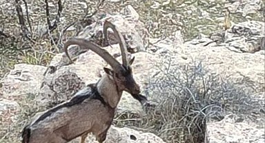 Gercüş kırsalında dağ keçisi görüntülendi