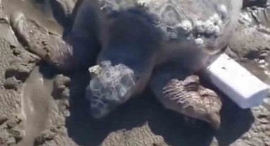 Gökçeada'da kıyıya vuran caretta caretta vatandaşların yardımıyla denizle buluştu