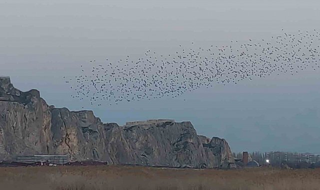 Gökyüzünde dans: Van Kalesi'nde sığırcık şöleni