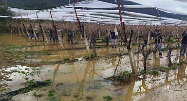 Göle dönen bağlarda budama mücadelesi