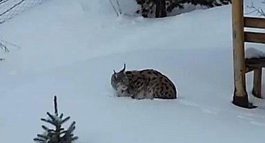 Gümüşhane'de bir evin bahçesinde vaşak görüntülendi