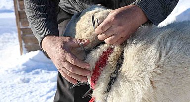 Gürün çengeli Kangal köpeklerine can simidi oluyor