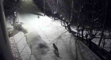 Gürün'de kurtlar mahalleye indi