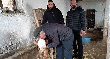 Hasta buzağıya evinde baktı