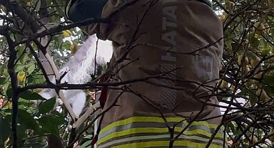 Hatay'da ağaca takılan kediyi itfaiye kurtardı